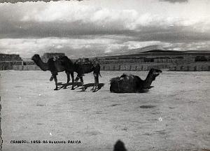 Palica - Crampel 010